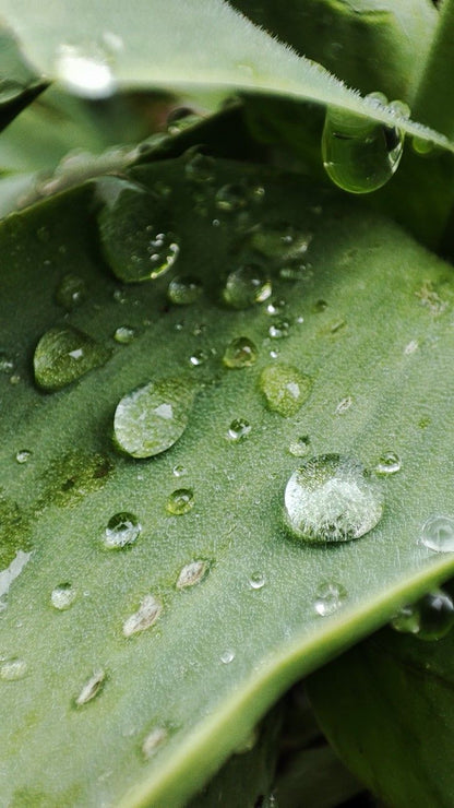 Hydrating Hair Mist – 250ml