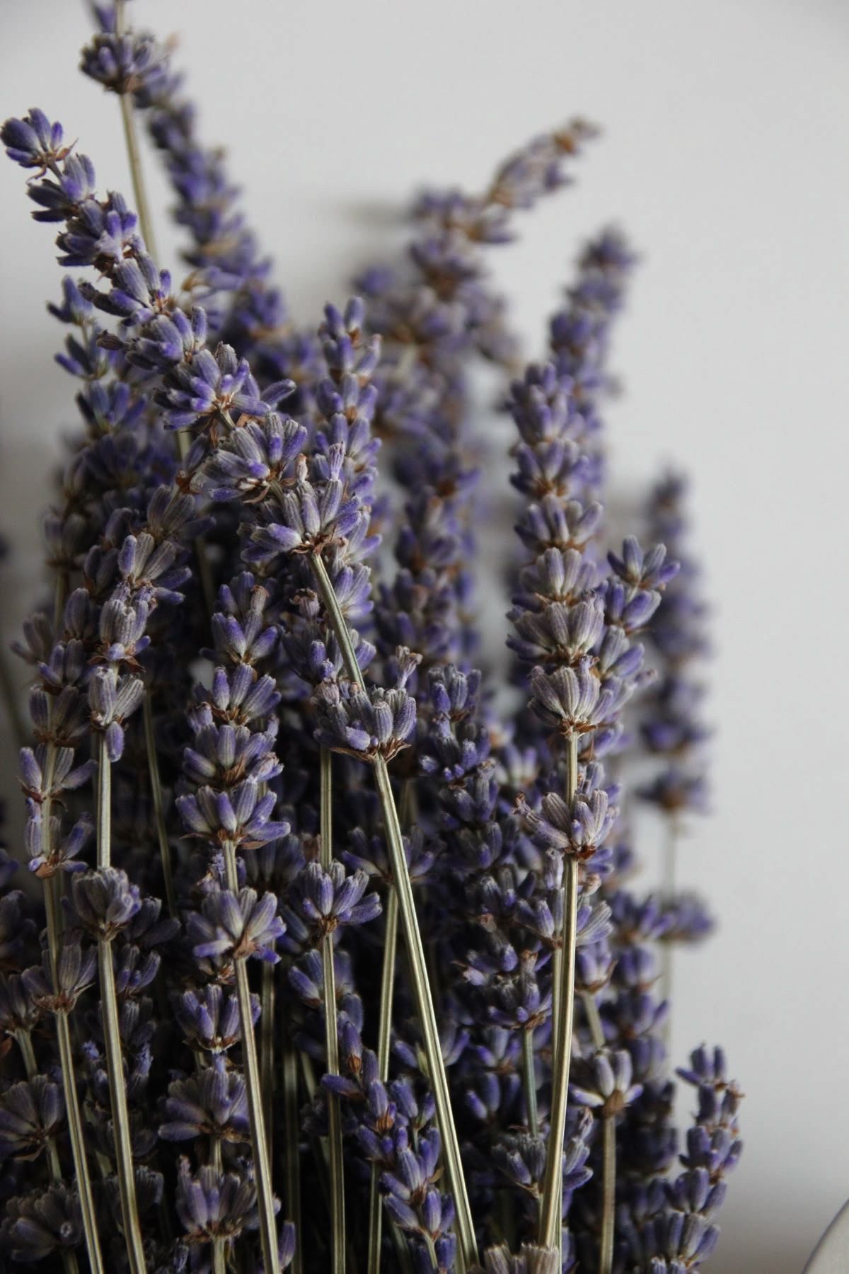 Lavender Whipped Shea Butter – 250ml / 75ml Travel