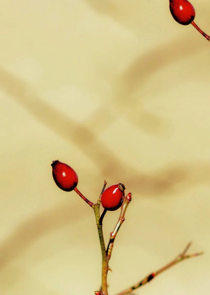 Rejuvenating Facial Serum – 30ml