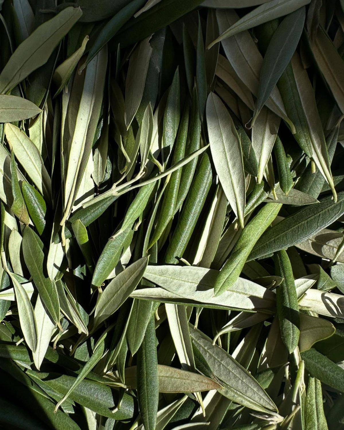 Refreshing Tea Tree & Niacinamide Toner – 250ml